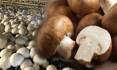 Mushroom farming in bihar