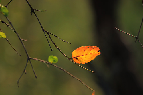 Autumn in the Western cape of South Africa Autumn in the Western cape of South Africa