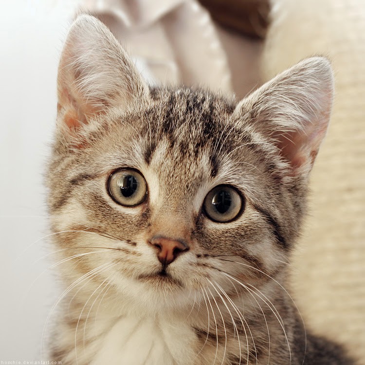 150 Gambar  Kucing  Lucu dan Imut  Anggora Persia Maine 