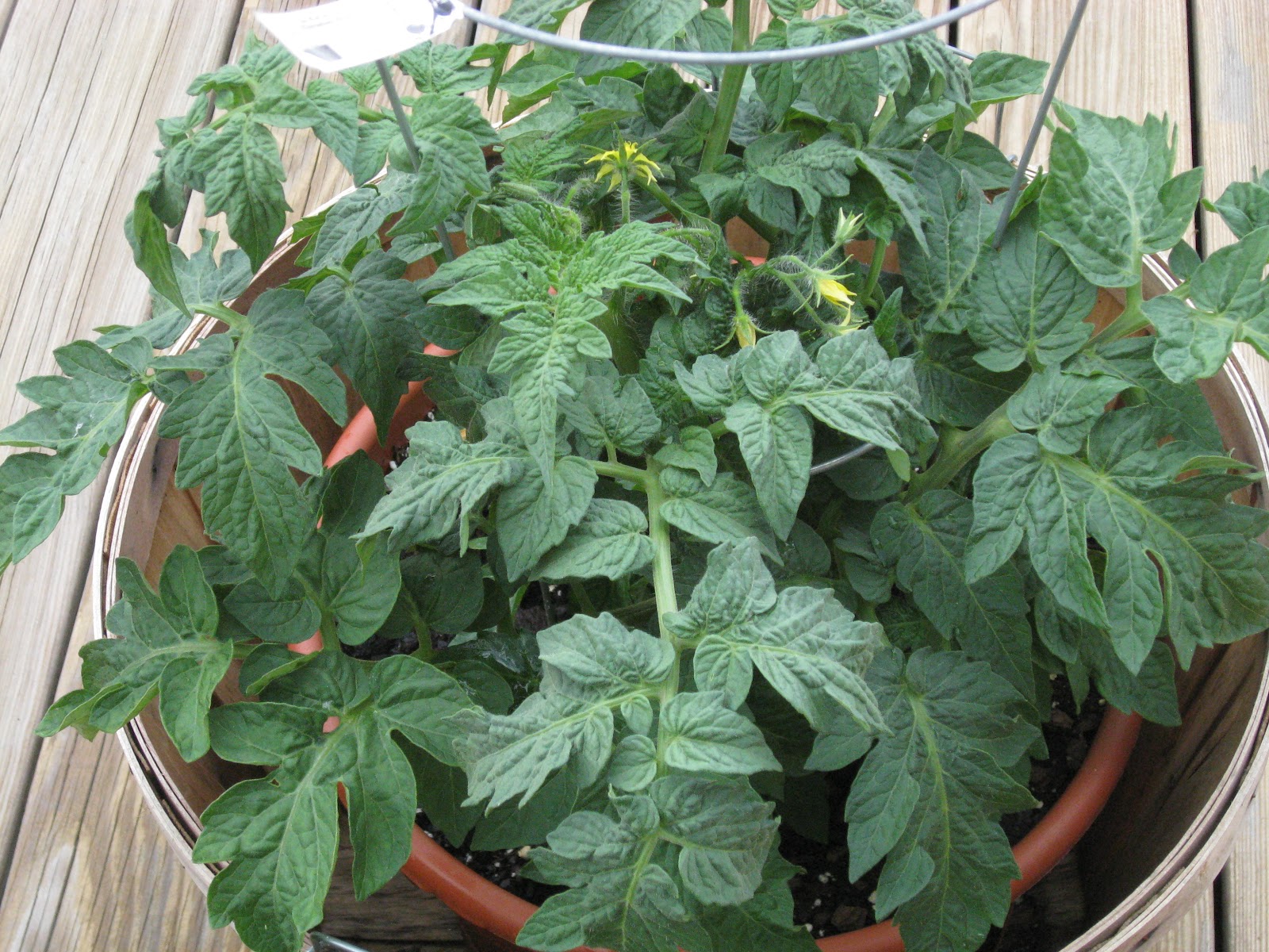 Bonz Blogz Garden Progress Day 33