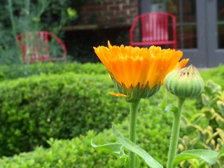 calendula bud and bloom in potager