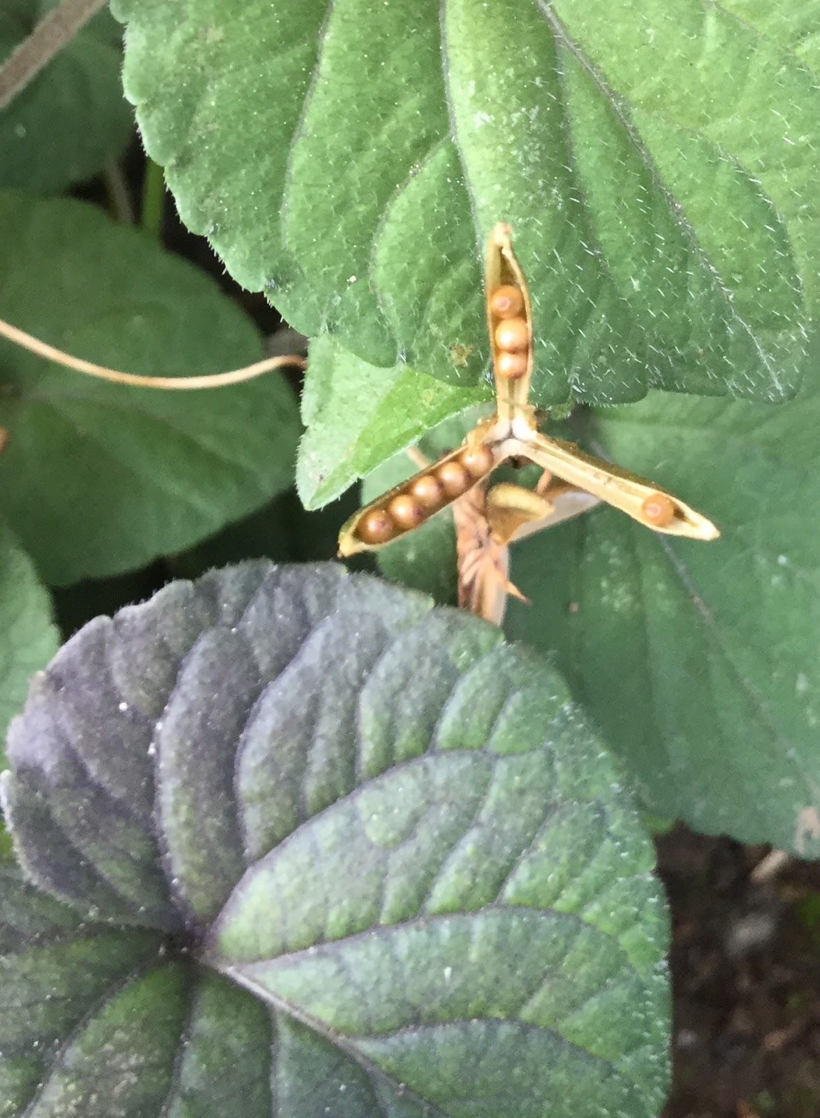 Robot529の庭日記 ビオラ ラブラドリカの種取り