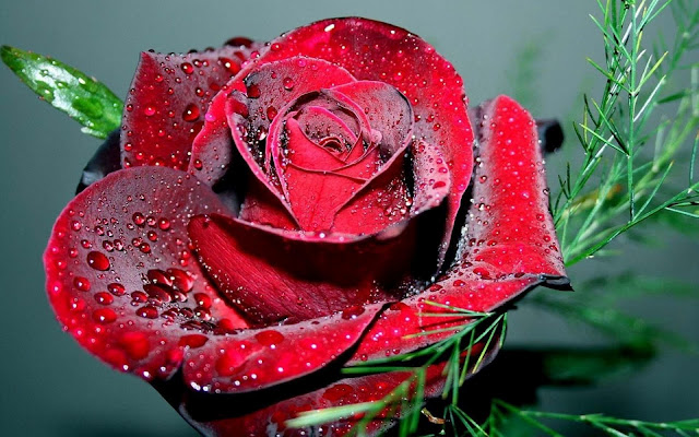 Close up foto van een mooie rode roos