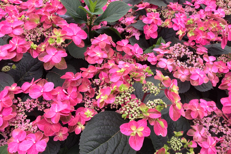 Fearless Gardening Hydrangeas 101