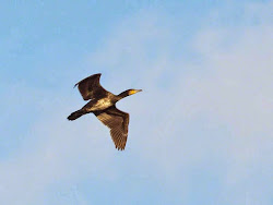 cormorant flight bird flying