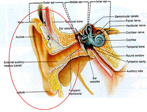 65 Amazing Facts About Human Body ~ Helth