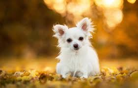 top 10 smallest dogs in the world