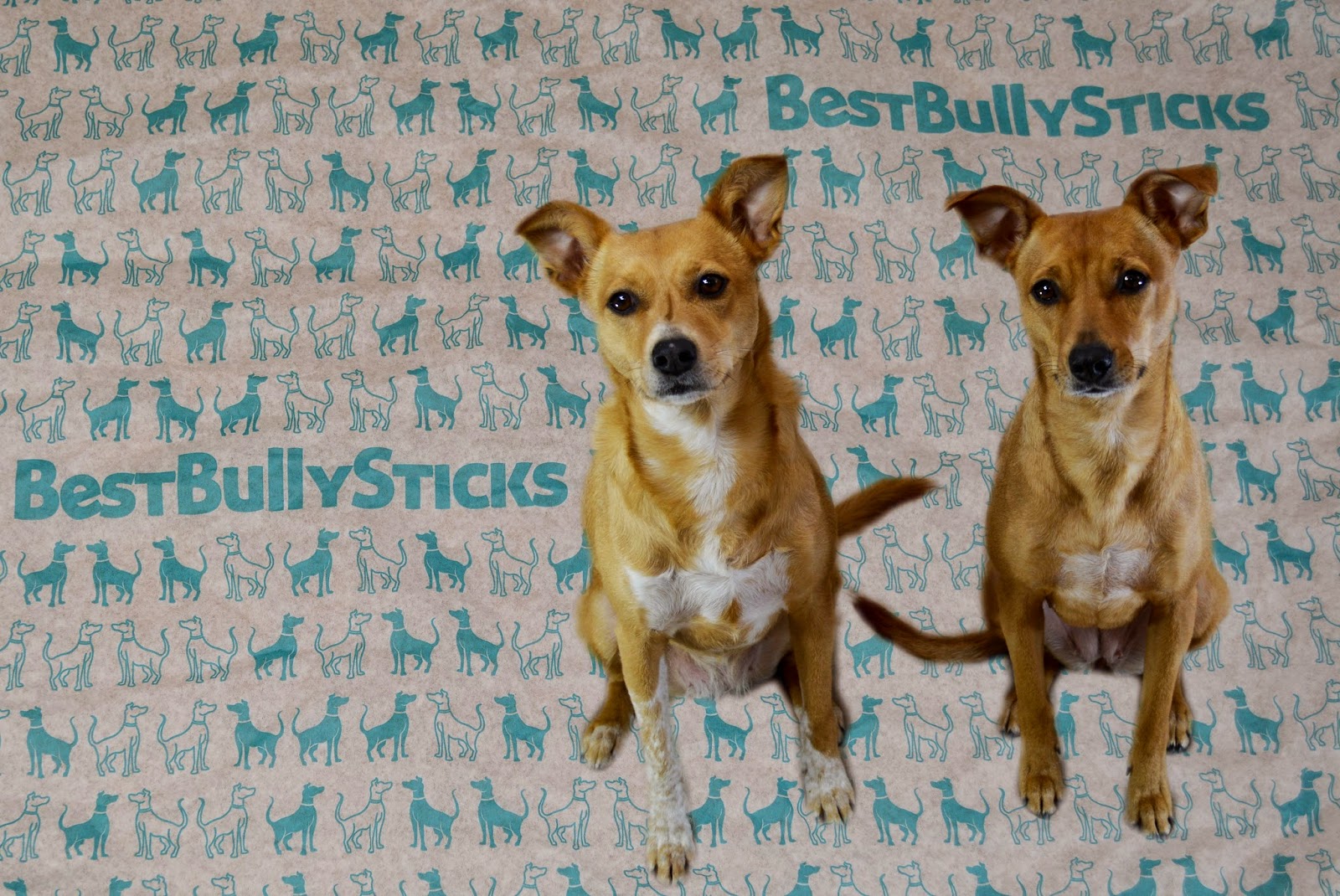 ZoePhee Best Bully Sticks Review