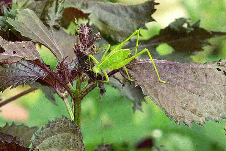 insect,Leaf Hopper,Motion GIF