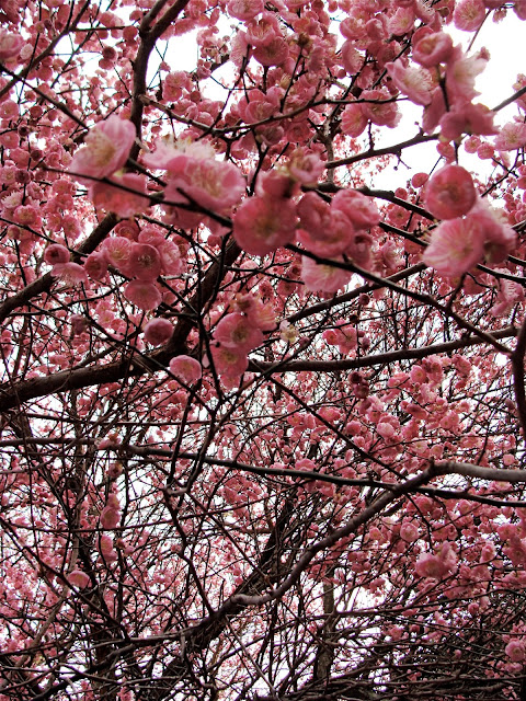 cherry blossom photograph