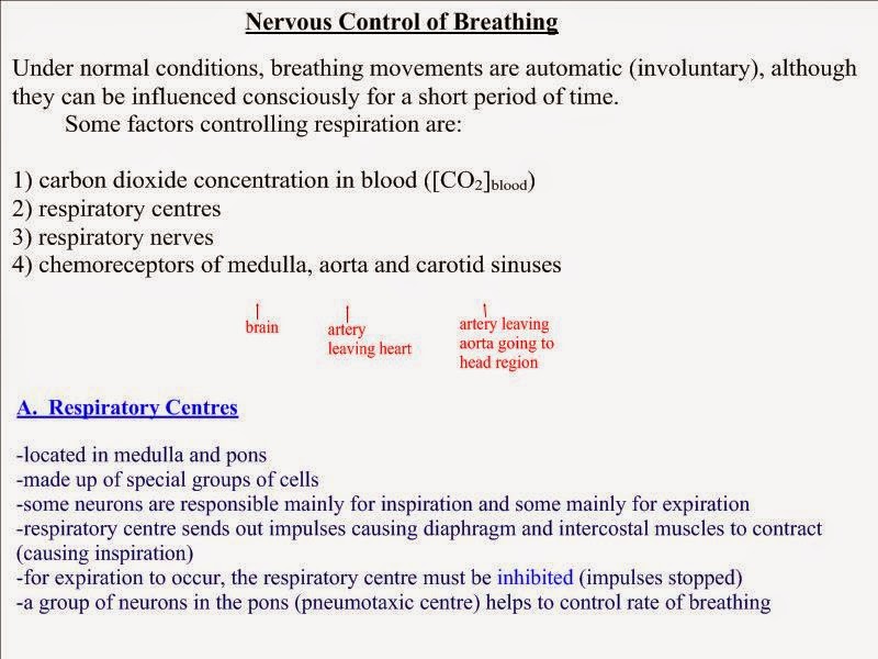 11 Biology: Nervous Control of Breathing