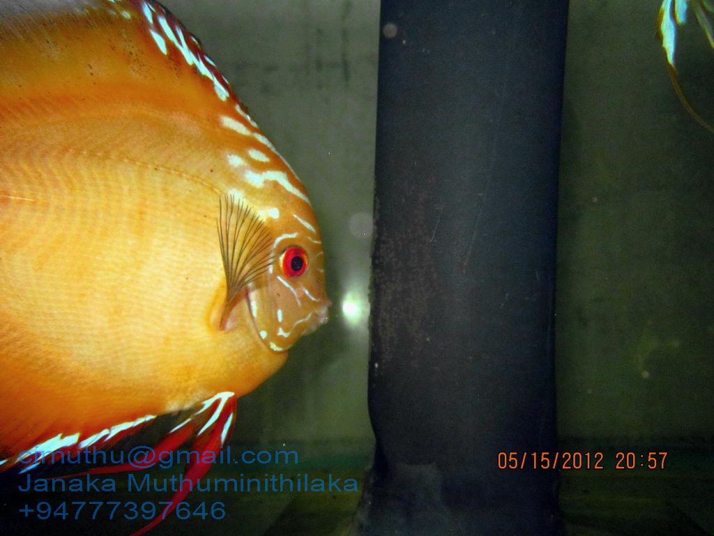 Discus Fish Breeder Sri Lanka Discus guarding eggs