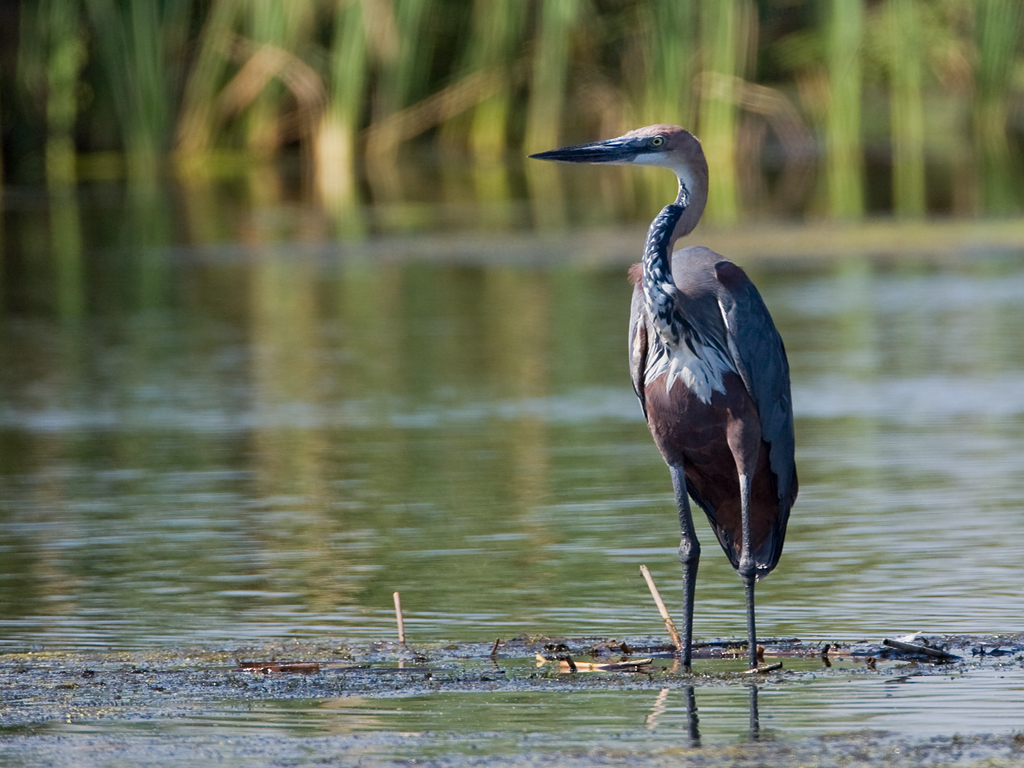 Goliath Heron Bird Facts And Pictures All Wildlife Photographs