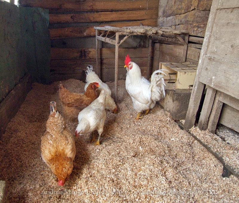 Come allevare le galline ovaiole all'aperto