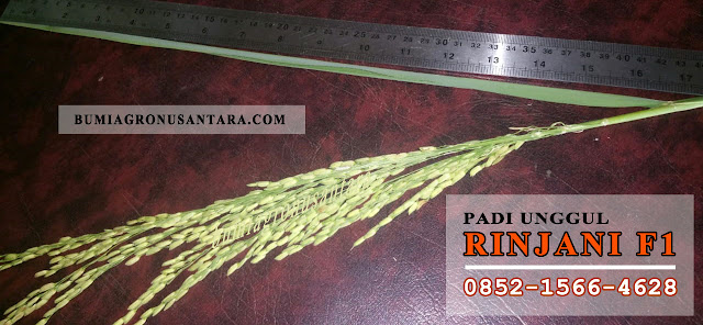 Spesifikasi Benih Padi Unggul RINJANI F1 Rinjani F1, benih padi rinjani f1, padi unggul rinjani f1, varietas padi unggul produksi tinggi, harga benih padi per kg, jenis padi unggul umur pendek, varietas padi batan, benih unggul batan, benih padi unggul 2018, benih padi batan, bibit padi unggul 2018,