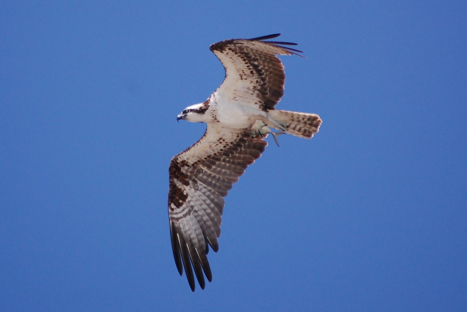 Field Notes and Photos Osprey Recovered Raptor