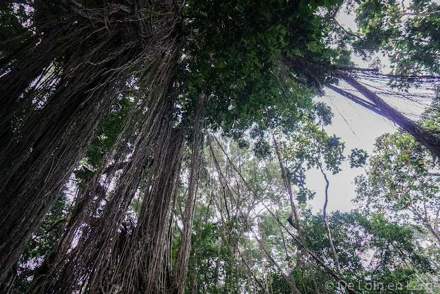 Monkey Forest - Ubud - Bali