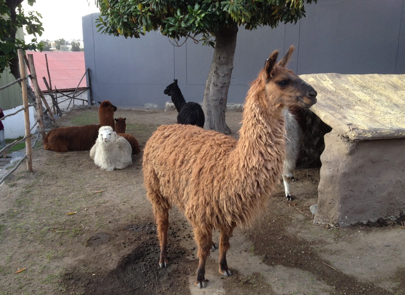 Diferentes alpacas en mundo alpaca Diferentes alpacas en mundo alpaca