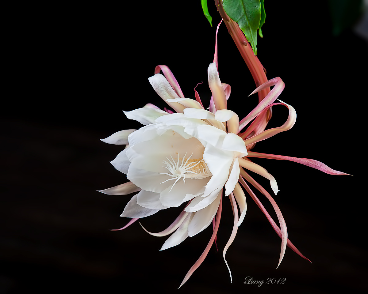 See What I See: 昙花开了 Night queen flower