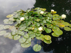 El origen de las rocas