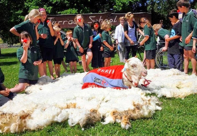 Domba biasanya dimanfaatkan bulunya oleh insan untuk menciptakan pakaian hangat Domba Paling Besar Di Dunia, 6 Tahun Bulunya Tak Pernah Dicukur! + Foto