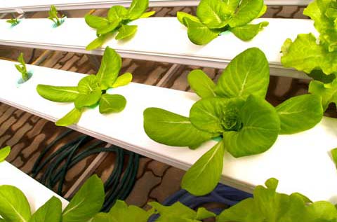 THE WONDERFUL WORLD OF AEROPONICS!: Aeroponics System