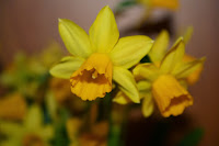 Påskelilje med gule blomster