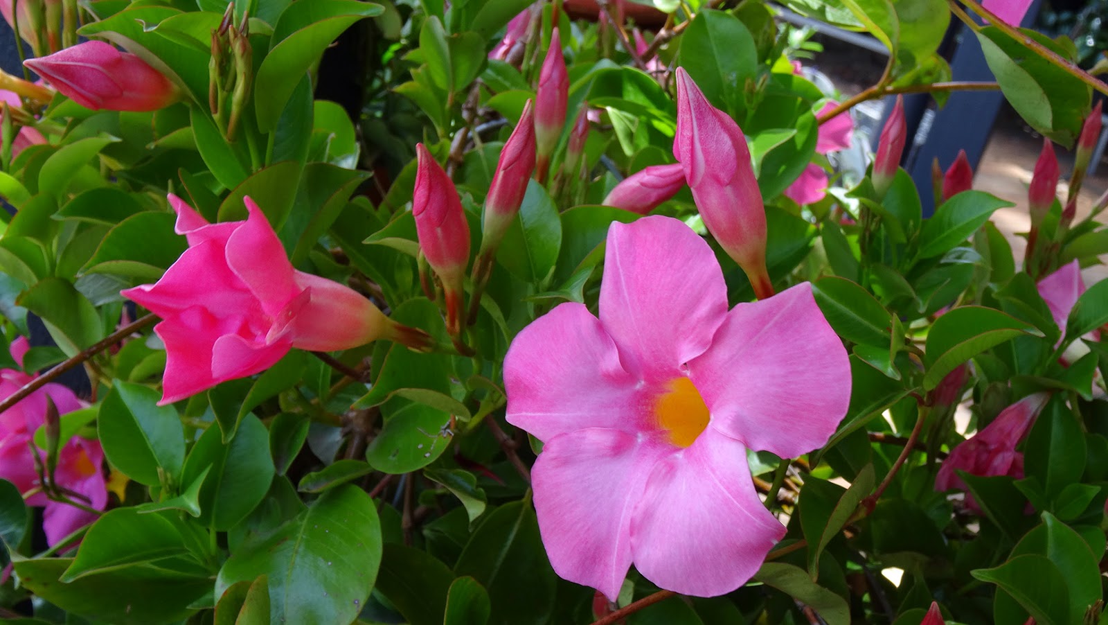 FLORAL FRIDAY FOTOS FFF111 MANDEVILLA