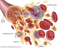 types of blood.