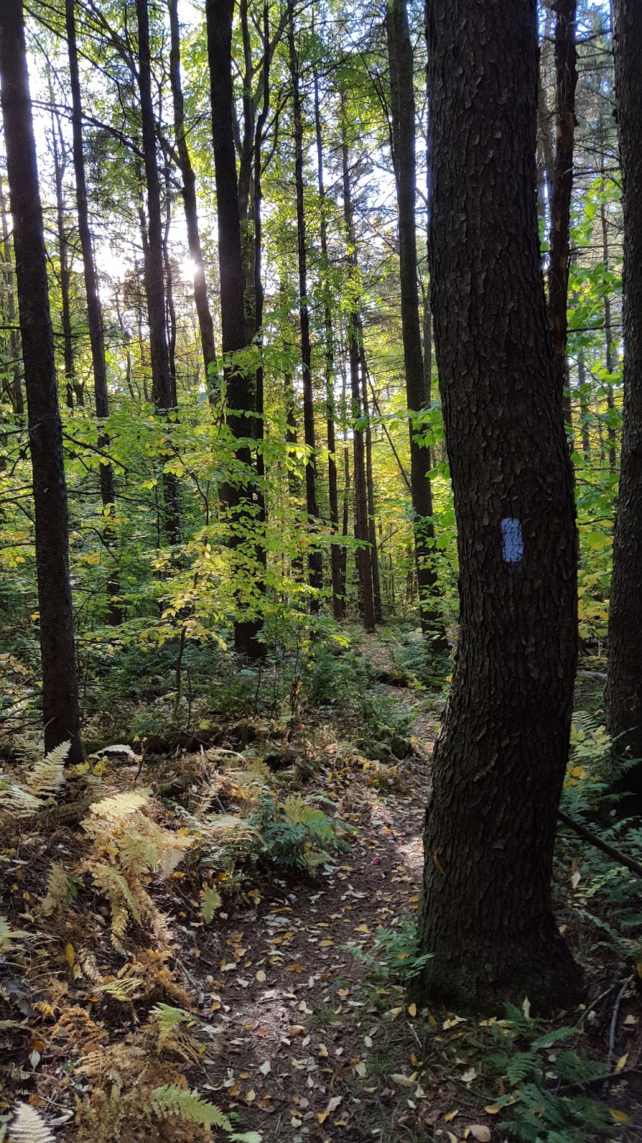 Sara Hikes... But Not Enough North Country Trail Stoney Brook Road
