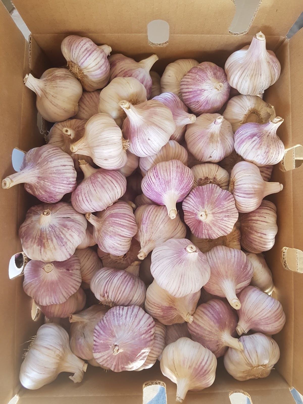 ARLIC Supplier of High Quality Argentinean Garlic