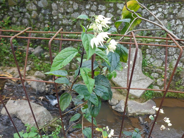 Nona Makan Sirih ( Clerodendrum thomsoniae )