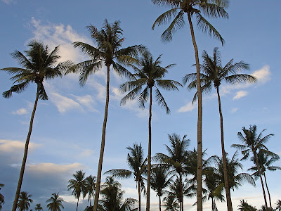 Palmiers à Koh Lanta