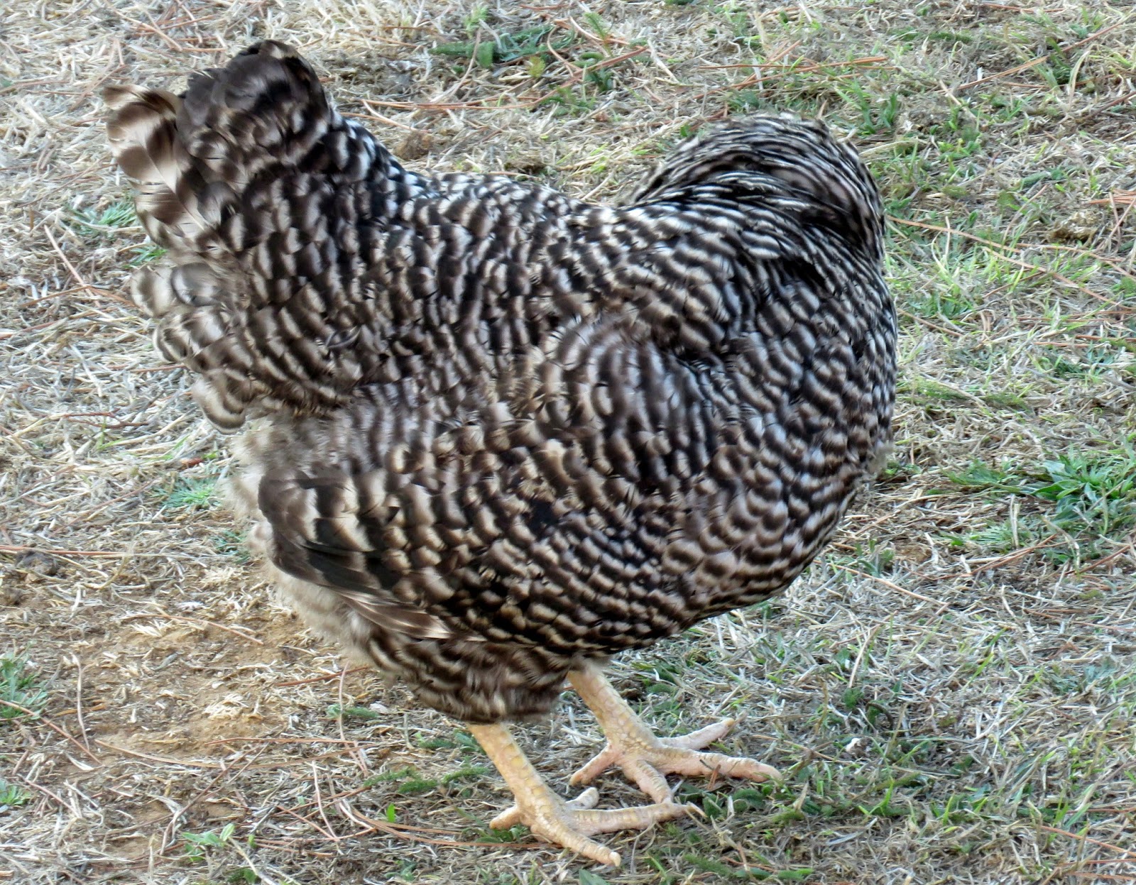 Gallina Que No Pone Huevo