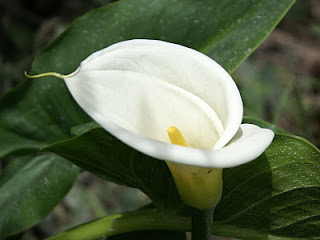 closeup of white lily flower