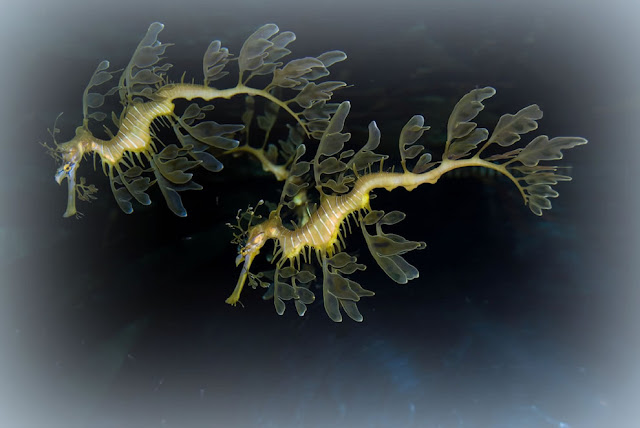 Leafy Sea Dragon (Phycodurus eques)