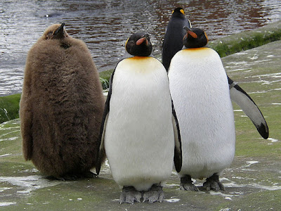 3 adult emperor penguins with one emperor penguin chick