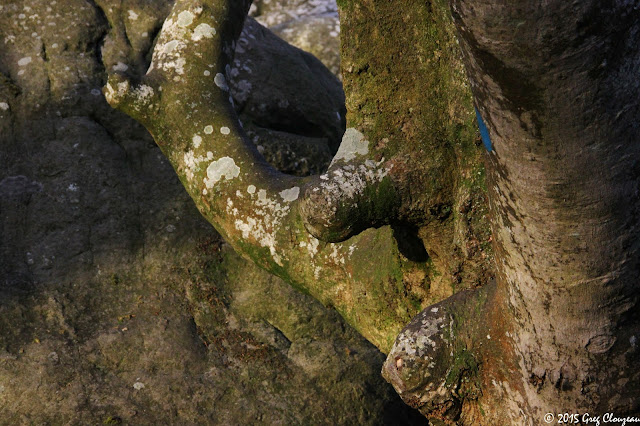 Hêtre remarquable du Bas Cuvier, Forêt Fontainebleau, (C) 2016 Greg Clouzeau Hêtre remarquable du Bas Cuvier, Forêt Fontainebleau, (C) 2016 Greg Clouzeau