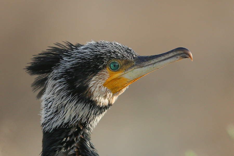 Birds of Saudi Arabia: Favourite Photos