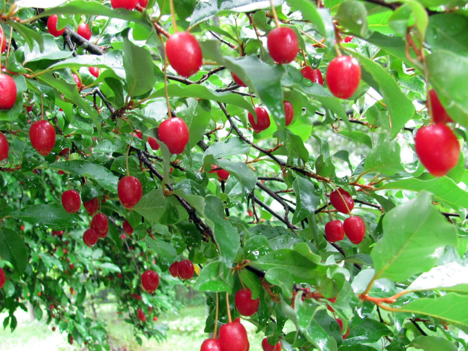 curving back picking goumi berries