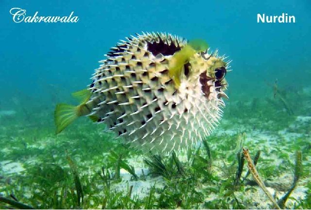 Gambar Ikan Buntal Lucu Gambar Ikan Buntal Lucu