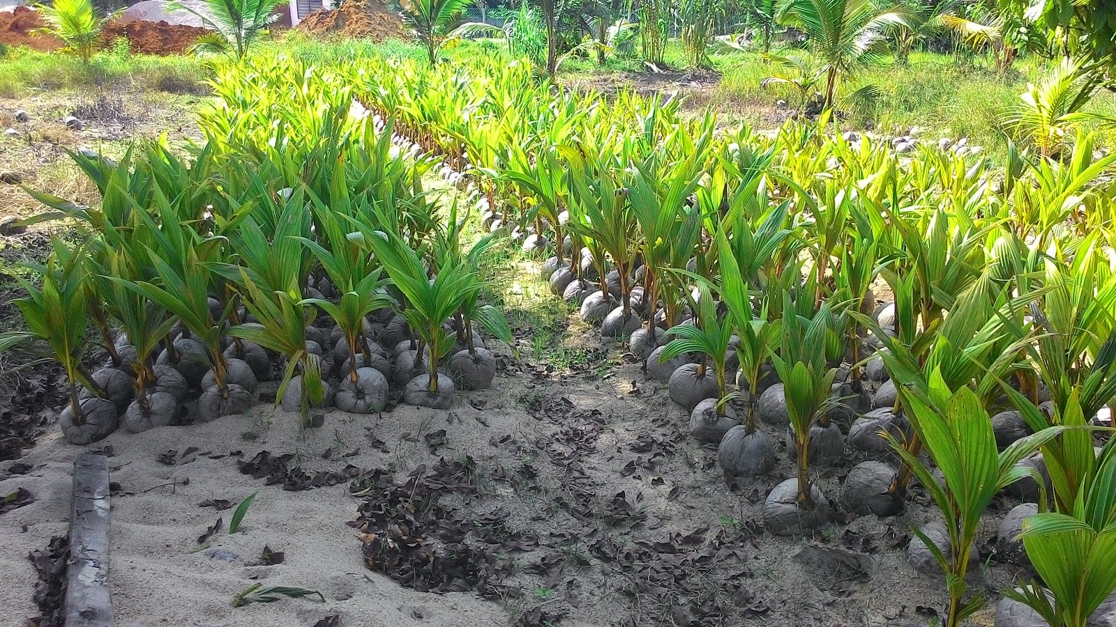 Benih anak pokok kelapa matag : Tenang mata memandang 
