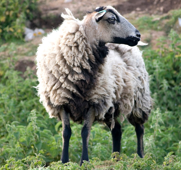 badger face welsh mountain sheep, badger face welsh mountain sheep appearance, about badger face welsh mountain sheep, badger face welsh mountain sheep breed, badger face welsh mountain sheep behavior, badger face welsh mountain sheep breed info, badger face welsh mountain sheep breed facts, badger face welsh mountain sheep care, badger face welsh mountain sheep color, badger face welsh mountain sheep characteristics, badger face welsh mountain sheep ewes, badger face welsh mountain sheep facts, badger face welsh mountain sheep history, badger face welsh mountain sheep info, badger face welsh mountain sheep images, badger face welsh mountain sheep lambs, badger face welsh mountain sheep meat, badger face welsh mountain sheep origin, badger face welsh mountain sheep photos, badger face welsh mountain sheep pictures, badger face welsh mountain sheep rarity, raising badger face welsh mountain sheep, badger face welsh mountain sheep rearing, badger face welsh mountain sheep size, badger face welsh mountain sheep temperament, badger face welsh mountain sheep tame, badger face welsh mountain sheep uses, badger face welsh mountain sheep varieties, badger face welsh mountain sheep types, badger face welsh mountain sheep weight