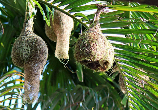 weaver birds nests hanging from trees