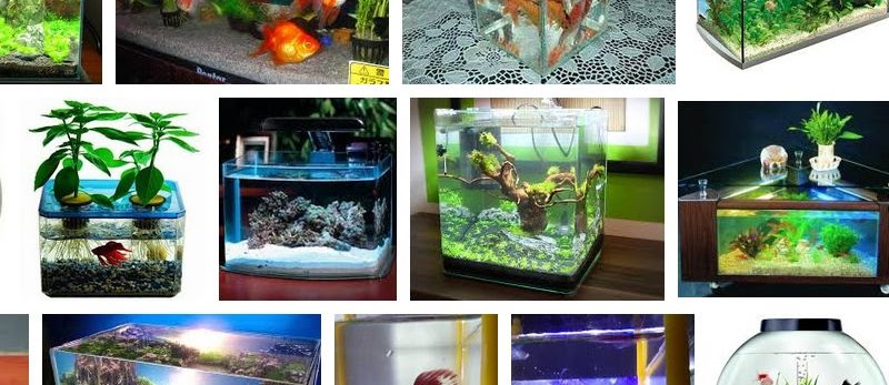 Ikan Hias Aquarium Mini yang Cantik dan tidak Mudah Mati