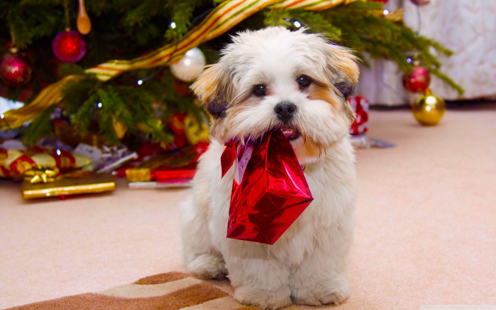 Top 20 Christmas Gifts for Dog Lovers Australian Dog Lover