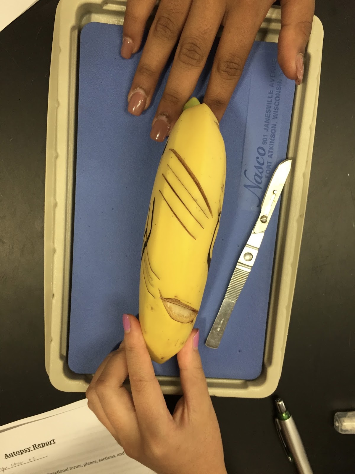 Anatomy and Physiology Hana the Banana Lab