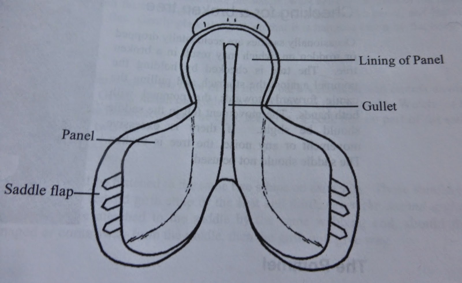 Horse Life and Love All About Saddles