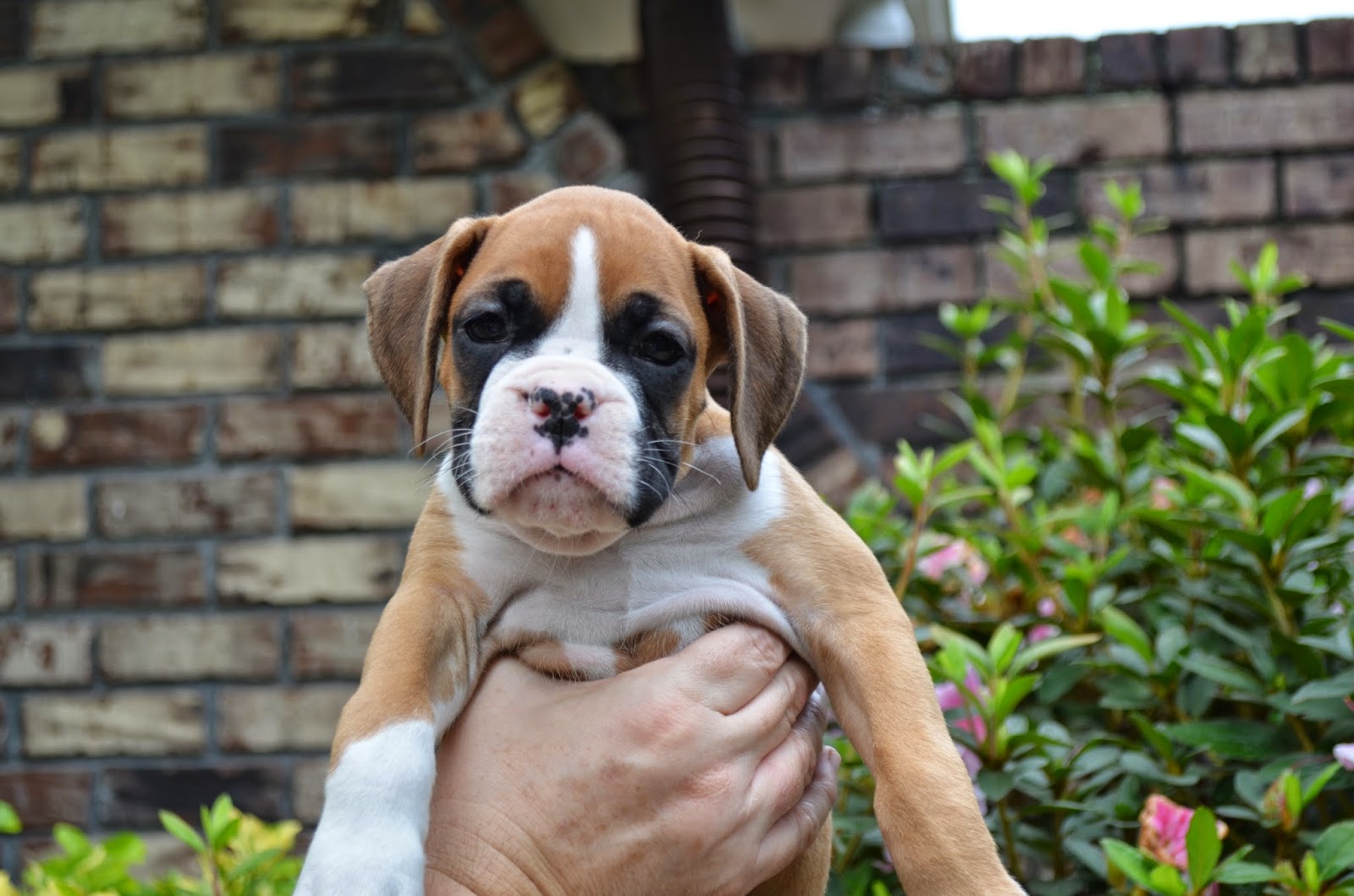 Boxers South Carolina Boxer Puppies are 7 Weeks Old