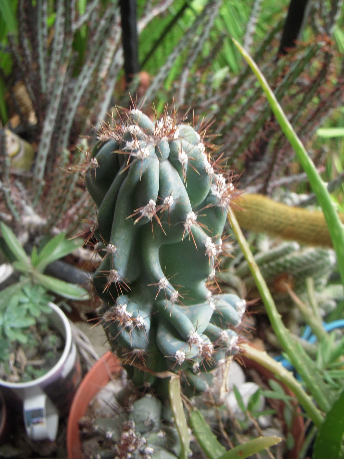 Asortik Krep'in Blogu: Ayağına batan dikenler, aradığın gülün